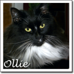 Cat Images Ollie