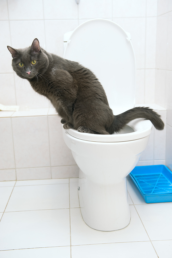 5 Ways To Tell If Your Cat Is Ready For Toilet Training? Cat Training