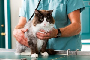 Cat Care | Cat Heath | Cat Vet Visit