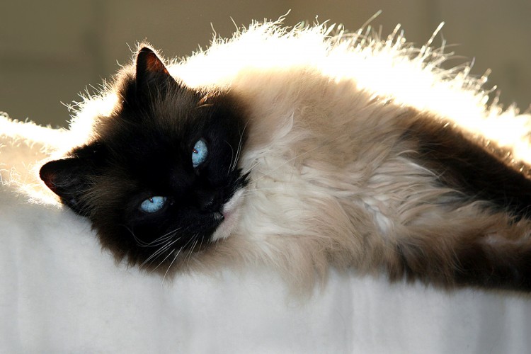 5 Tips When Caring for Your Ragdoll Cat - Cat Care | CatLoversDiary.com