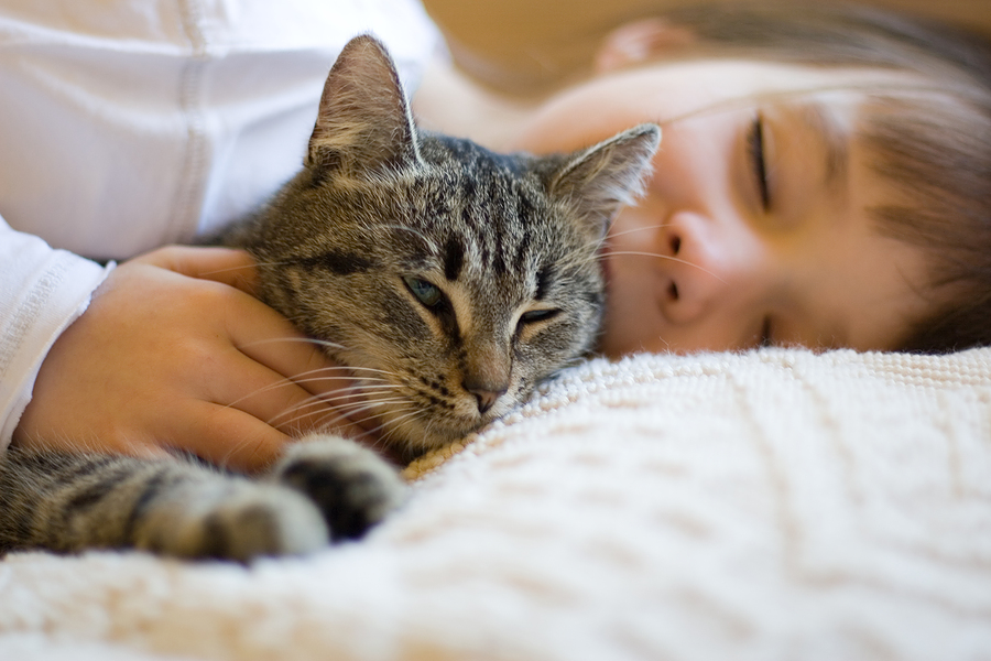 Uncover the Mystery of Why Cats Purr Cat Behavior
