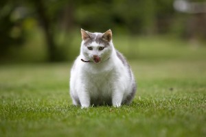 Cat_Obesity