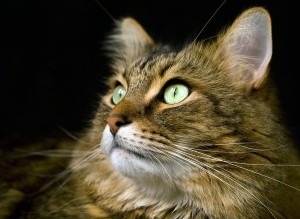 Maine Coon Cat Images