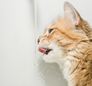 Cat Dehydration
