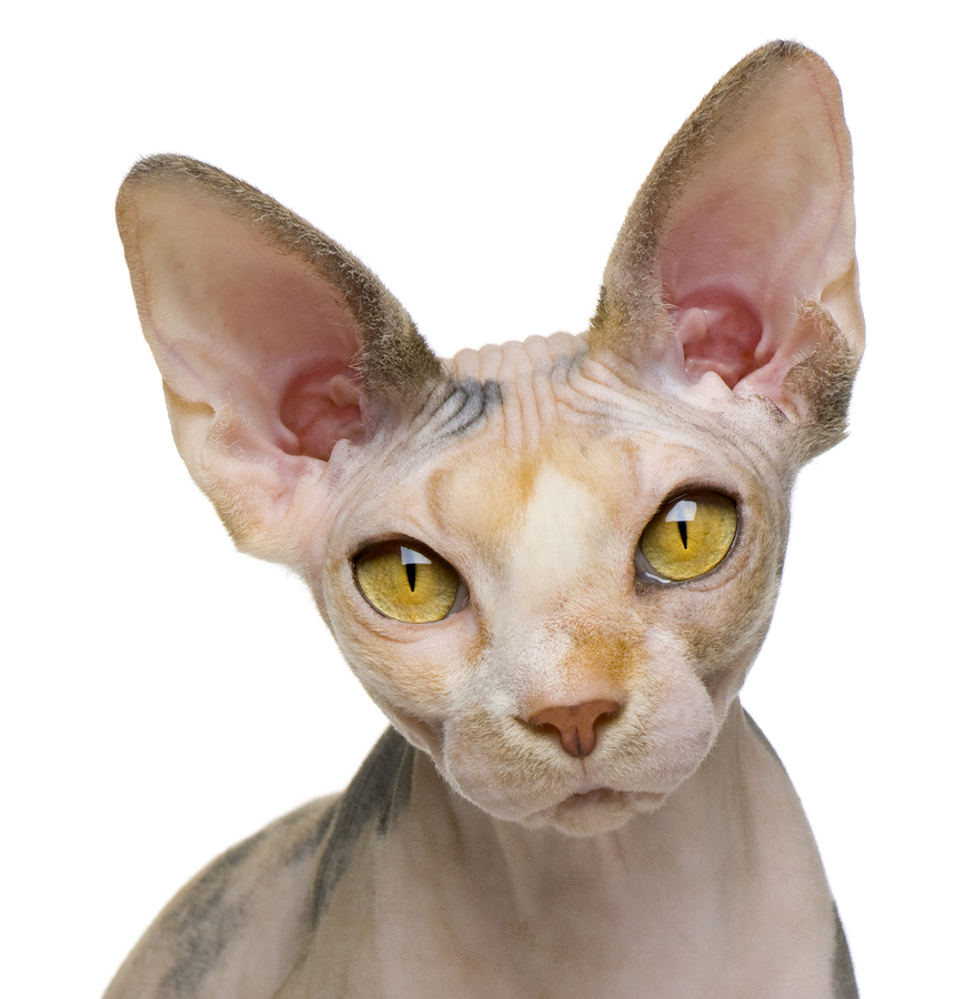 About The Sphynx Cat   Cat Breeds   CatLoversDiary.com